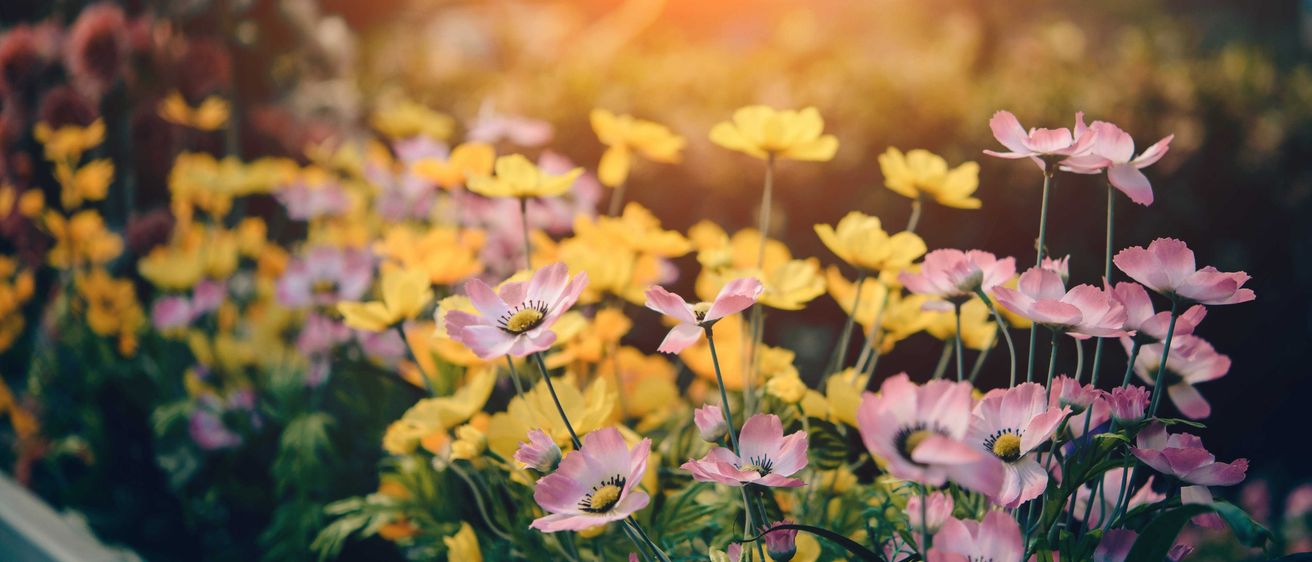Bild enthält, Petal, Daisy, Nature, Outdoors, Spring, Sky, Anemone, Sunlight, Summer, Flare