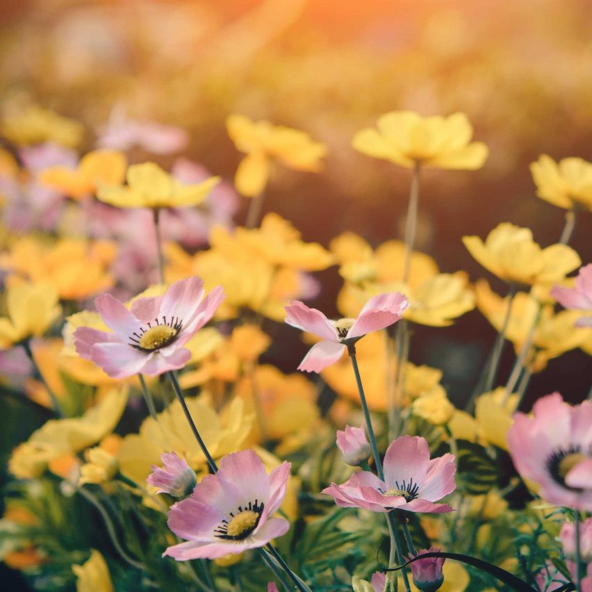 Bild enthält, Petal, Daisy, Nature, Outdoors, Spring, Sky, Anemone, Sunlight, Summer, Flare