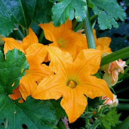 Bild enthält, Leaf, Plant, Food, Produce, Squash, Flower, Zucchini, Petal