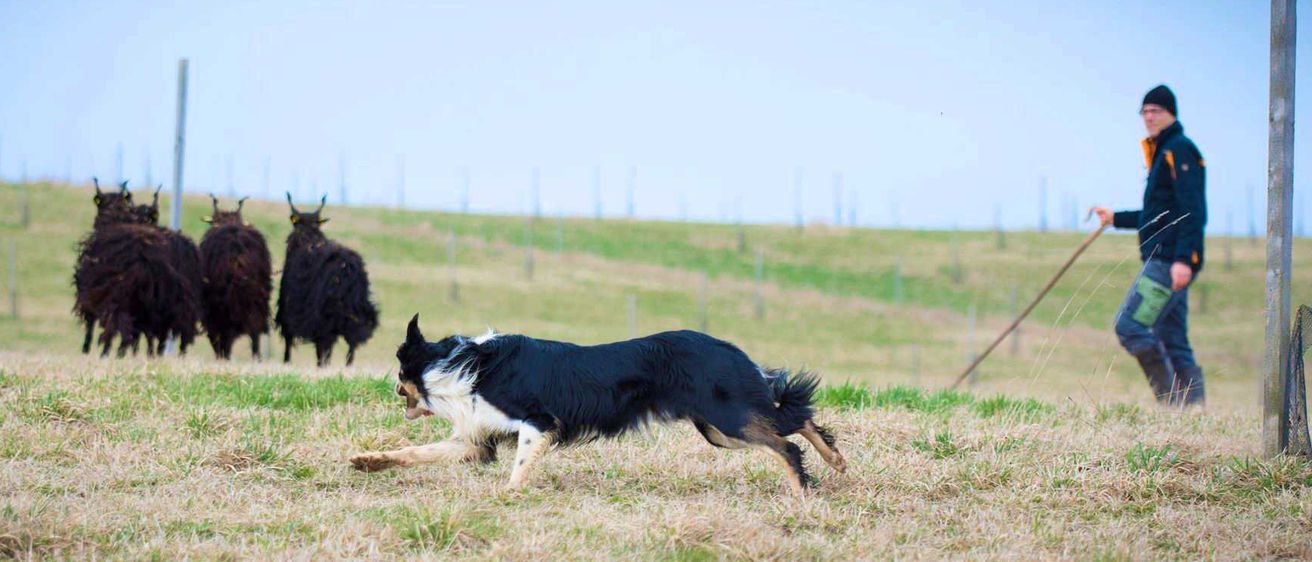 Bild enthält, Field, Dog, Mammal, Person, Walking, Grassland, Nature, Outdoors, Pasture, Sheep