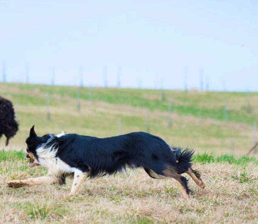 Bild enthält, Field, Dog, Mammal, Person, Walking, Grassland, Nature, Outdoors, Pasture, Sheep