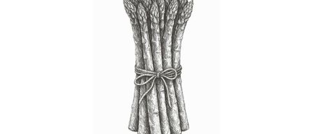 Ein Schwarz-Weiß-Bild zeigt Spargel, der mit einem Band zusammengebunden ist. Darunter steht: Am Freitag, den 08.05.2026, ab 17 Uhr im Gasthaus Pock. Freuen Sie sich auf saisonale Gerichte mit Spargel. Reservierung erbitten!