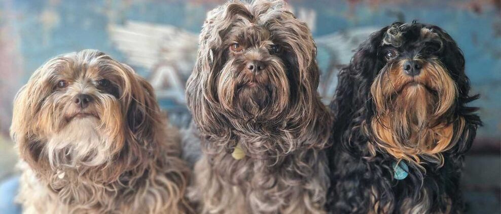 Drei Hunde mit langem Haar sitzen auf einer rostigen Metalloberfläche. Sie schauen in verschiedene Richtungen. Der mittlere Hund trägt ein gelbes Schild. Hinter ihnen befindet sich ein blauer Hintergrund mit einem Flügel und Buchstaben.