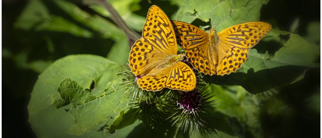 Zwei gelbe Schmetterlinge mit schwarzen Flecken sitzen auf einer Distelpflanze mit grünen Blättern. Der Hintergrund ist leicht verschwommen.