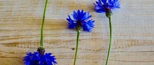 Drei blaue Kornblumen liegen auf einer Holzoberfläche. Jede Blume hat einen grünen Stiel. Die Blumen sind leicht verschwommen.