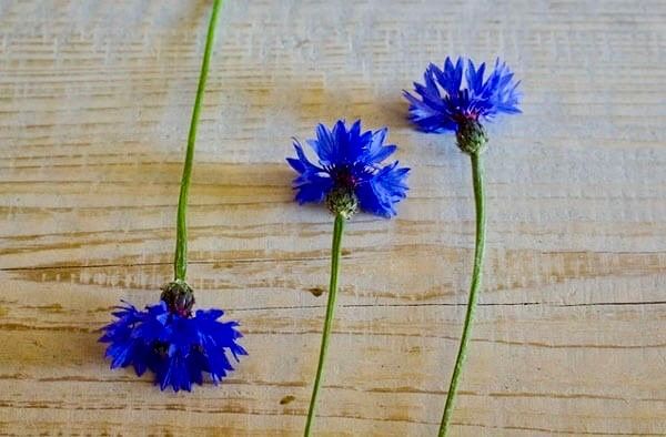 Drei blaue Kornblumen liegen auf einer Holzoberfläche. Jede Blume hat einen grünen Stiel. Die Blumen sind leicht verschwommen.