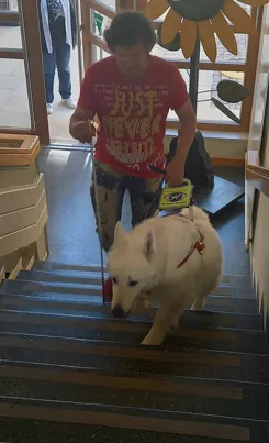 Ein Mann in einem roten T-Shirt führt einen weißen Hund mit Geschirr eine Treppe hinauf.
