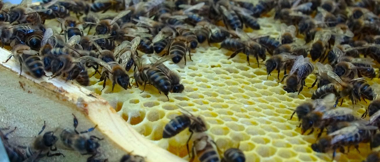 Eine Nahaufnahme eines Bienenstocks mit zahlreichen Bienen, die daran arbeiten, einige auf dem Honigwaben und andere auf dem Holzrahmen.