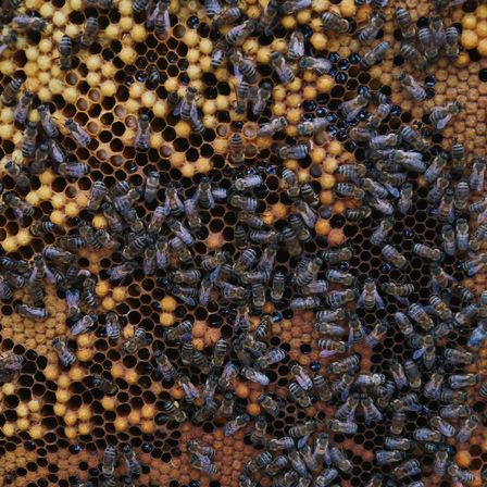Eine Nahaufnahme eines Bienenstocks, gefüllt mit zahlreichen Bienen, einige arbeiten an Honigzellen, andere an Brutzellen. Die Wabenstruktur ist sichtbar mit gelben und braunen Zellen.