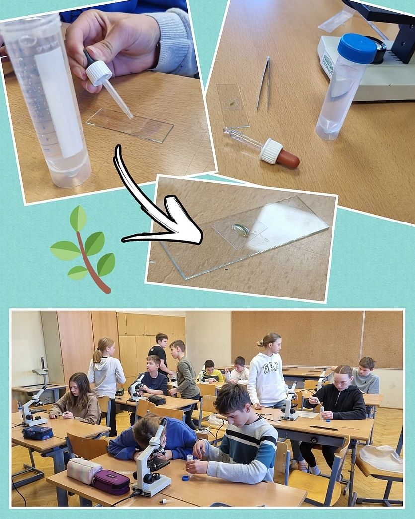 Kinder, die Mikroskope in einem Klassenzimmer verwenden. Ein Schritt-für-Schritt-Prozess zeigt, wie sie eine Probe auf einen Objektträger übertragen.