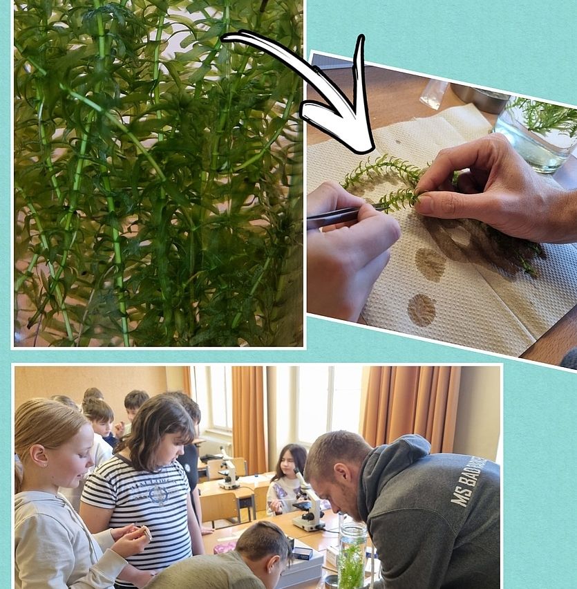 Eine Collage aus drei Fotos zeigt eine Pflanze, eine Hand, die eine Pflanze schneidet, und Schüler, die eine Pflanze unter einem Mikroskop untersuchen.