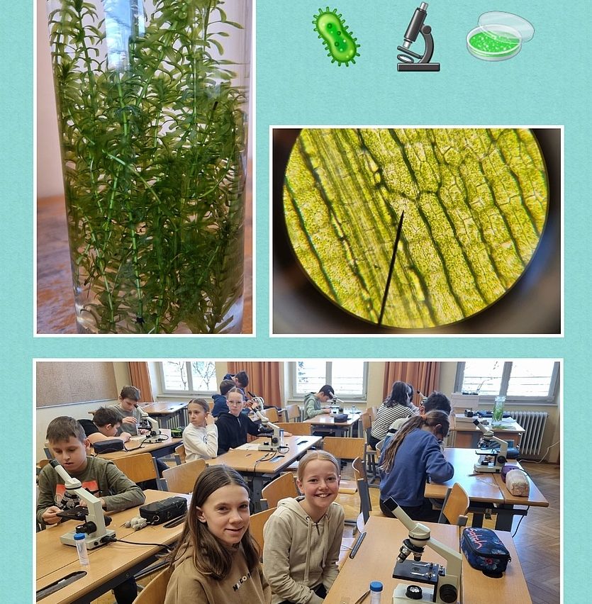 Das Bild zeigt eine Klassenaktivität, bei der Schüler Pflanzen unter Mikroskopen untersuchen. Ein großer Behälter mit grünen Pflanzen wird neben einem Nahaufnahme-Mikroskopbild gezeigt. Schüler sitzen an Tischen und beobachten und diskutieren die Pflanzenzellen.