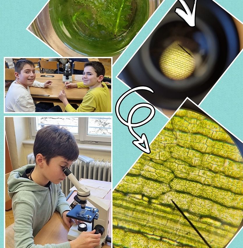 Eine Collage zeigt Kinder bei der Untersuchung einer Probe unter dem Mikroskop. Ein Kind schaut in das Mikroskop, während ein anderes eine Probe in einer Schüssel untersucht. Eine Nahaufnahme der Mikroskoplinse zeigt detaillierte Pflanzenzellen.