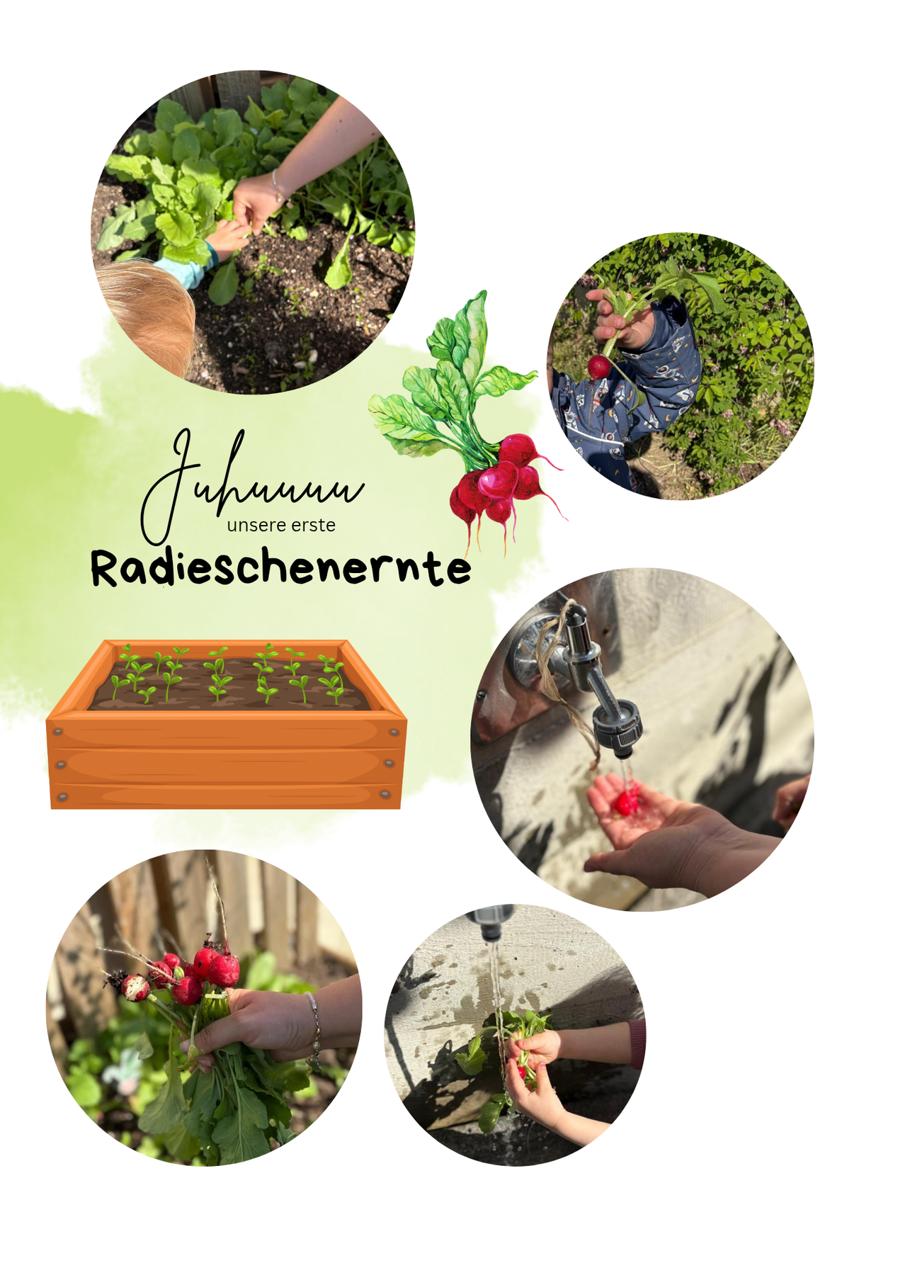 Eine Collage von Bildern, die Kinder beim Gärtnern, Pflanzen und Gießen von Radieschen zeigt. Das Bild oben links zeigt ein Kind beim Pflanzen, das Bild oben rechts zeigt ein Kind, das einen Radieschen hält, und das Bild unten links zeigt ein Kind, das Radieschen erntet.