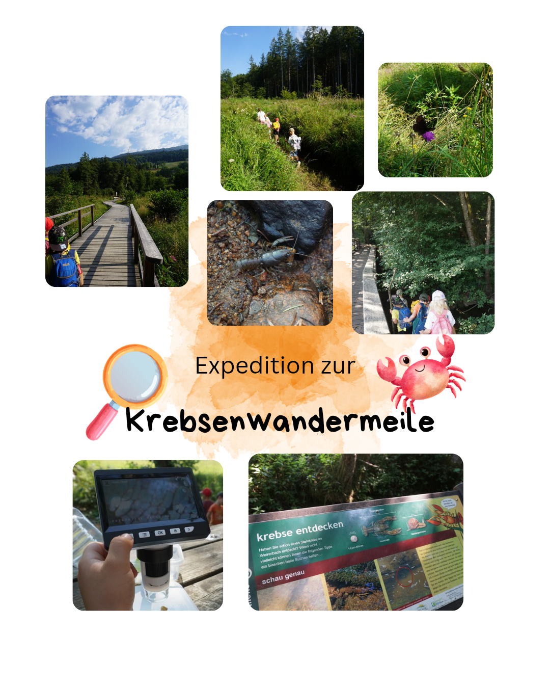 Eine Collage von Bildern, die einen Wanderweg, Kinder beim Erkunden, einen Krebs und eine Lupe mit dem Text 'Expedition zur Krebsenwanderungmeile' zeigen.
