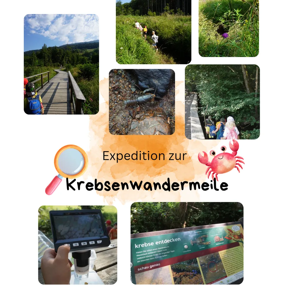 Eine Collage von Bildern, die einen Wanderweg, Kinder beim Erkunden, einen Krebs und eine Lupe mit dem Text 'Expedition zur Krebsenwanderungmeile' zeigen.