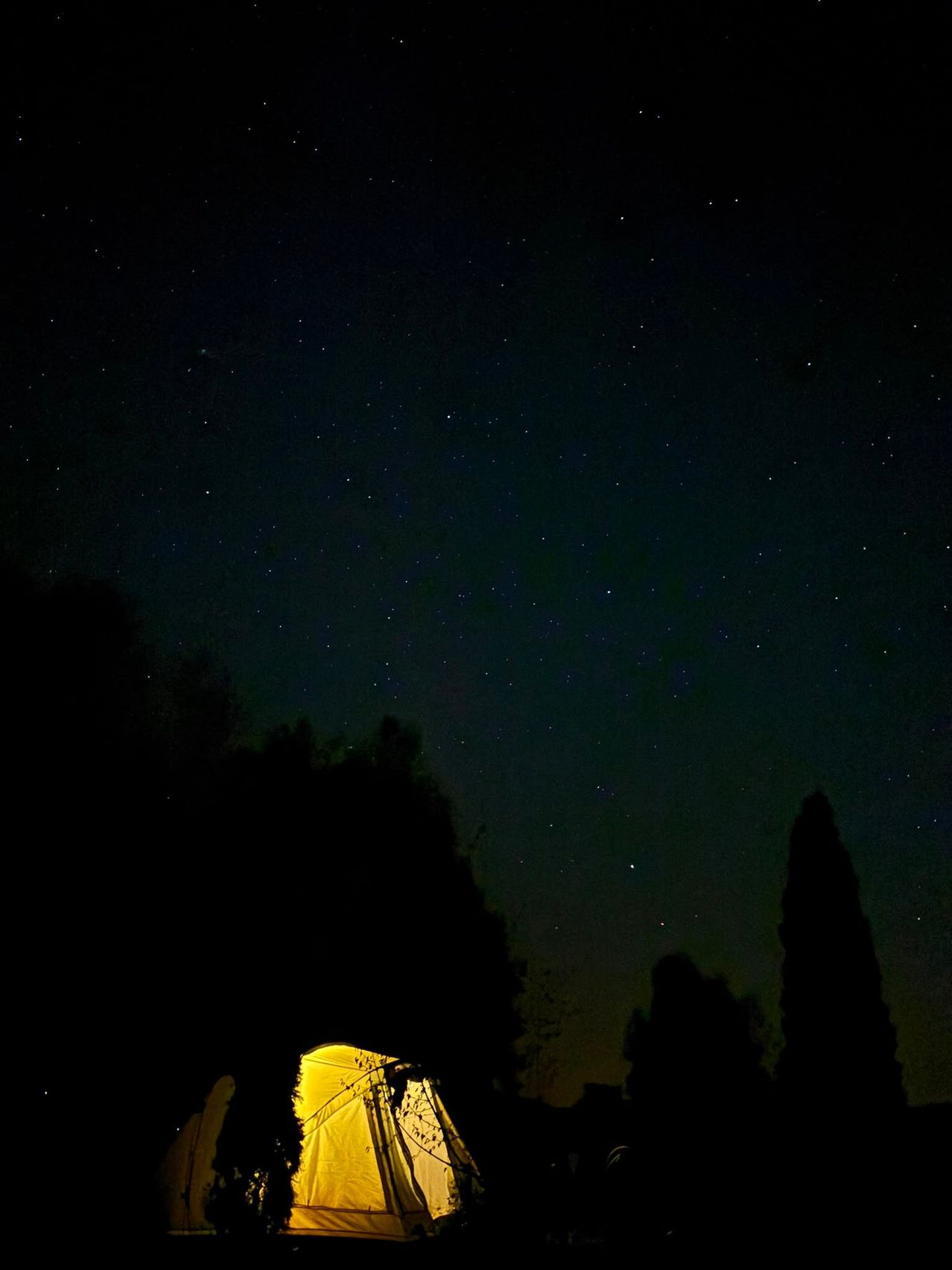 Ein Nachthimmel voller Sterne und Silhouetten von Bäumen, mit einem gelben Licht, das den Vordergrund beleuchtet.