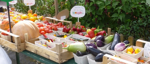 Ein grüner Tisch zeigt verschiedene Gemüsesorten in Kisten, darunter Paprika, Tomaten, Auberginen und mehr. Es gibt Schilder, die auf Bio-Produkte hinweisen.