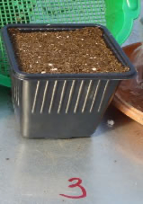 Ein schwarzer Plastikblumentopf mit Erde und der Nummer drei auf der Oberfläche. Dahinter befindet sich ein grünes Plastiksieb.