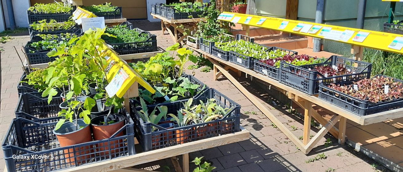 Ein Gartenbereich zeigt verschiedene Pflanzen in Kisten, ordentlich auf Holztischen angeordnet, mit gelben Schildern und einem hölzernen Vogelhaus auf der linken Seite.