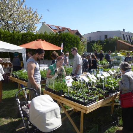 Ein Gartenmarkt mit verschiedenen Zelten und Tischen, auf denen Pflanzen bei sonnigem Wetter ausgestellt sind. Die Leute stöbern und kaufen.