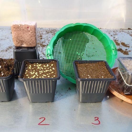 Fünf Behälter mit Erde und Samen stehen auf einem Tisch. Ein grüner Sieb befindet sich neben zwei Behältern mit gekeimten Samen, die mit 2 und 3 beschriftet sind. Ein weiterer Behälter enthält Erde, und ein quadratischer Block ruht auf einem schwarzen Sockel.