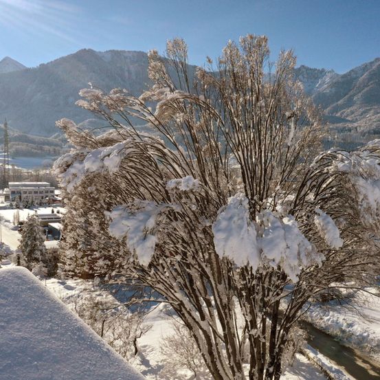 Eine verschneite Landschaft mit einem schneebedeckten Baum im Vordergrund, umgeben von schneebedecktem Boden. Im Hintergrund ist eine Bergkette unter einem klaren blauen Himmel zu sehen.