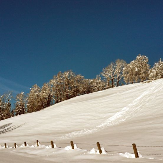 Ein schneebedeckter Hügel mit einer Reihe von Bäumen oben. Ein klarer blauer Himmel. Schneebedeckte Bäume in der Ferne. Ein Holzzaun am Boden.