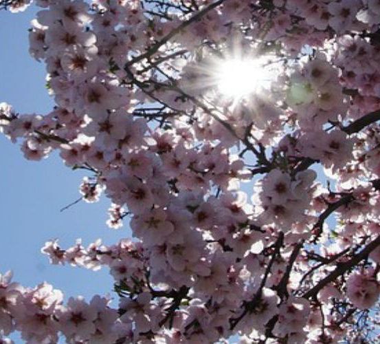 Ein Baum mit rosa Blüten steht in voller Blüte unter einem strahlenden Sonnenlicht. Die Blüten befinden sich in verschiedenen Öffnungsphasen.