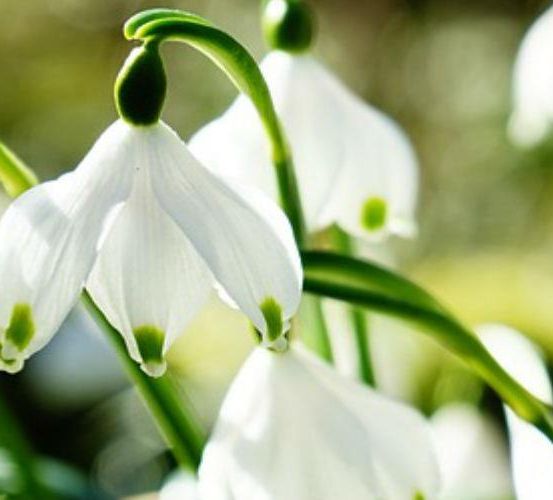 Ein Büschel weißer Schneeglöckchen-Blüten mit grünen Stielen und Blättern vor unscharfem Hintergrund. Die Blüten haben grüne Punkte.