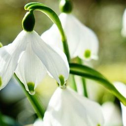 Ein Büschel weißer Schneeglöckchen-Blüten mit grünen Stielen und Blättern vor unscharfem Hintergrund. Die Blüten haben grüne Punkte.