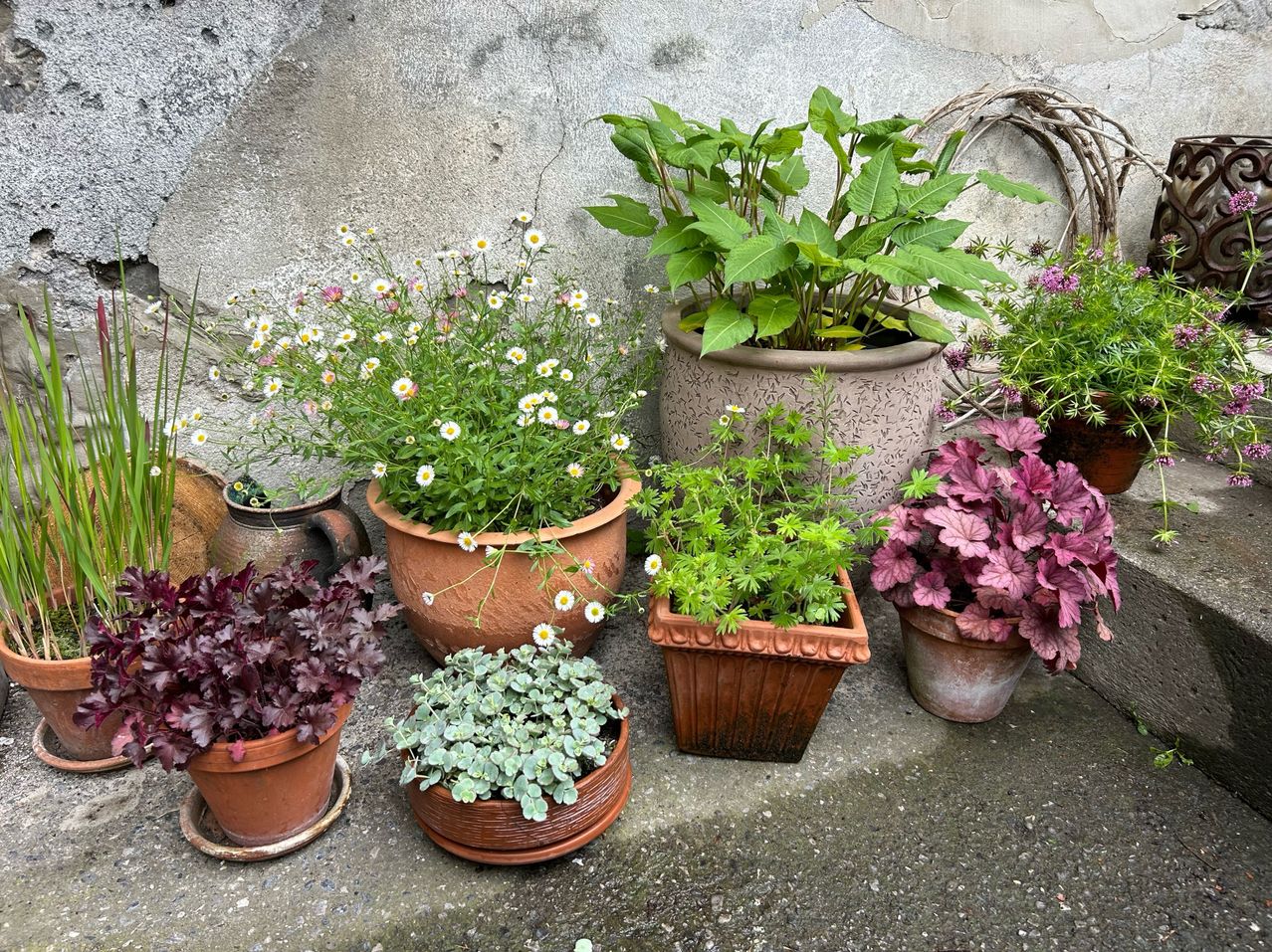 Eine Sammlung von Topfpflanzen, einschließlich Blumen und Kräuter, auf einem Betonuntergrund angeordnet. Es gibt verschiedene Töpfe in verschiedenen Größen und Farben.