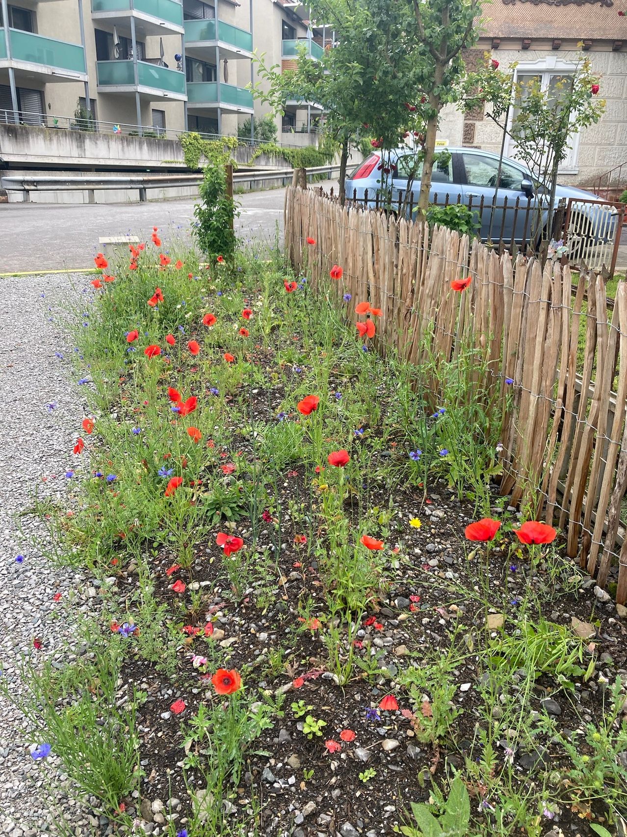 A vibrant garden with red poppies and blue flowers borders a gravel path. A wooden fence and a parked blue car are nearby.
