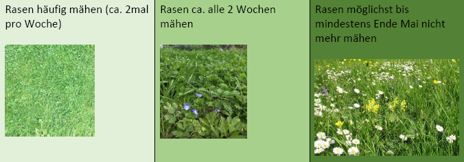 Zwei Bilder von Grasfeldern. Erstes Bild, ein grüner Rasen. Zweites Bild, ein Feld mit Wildblumen. Über jedem Bild stehen Mähhinweise.