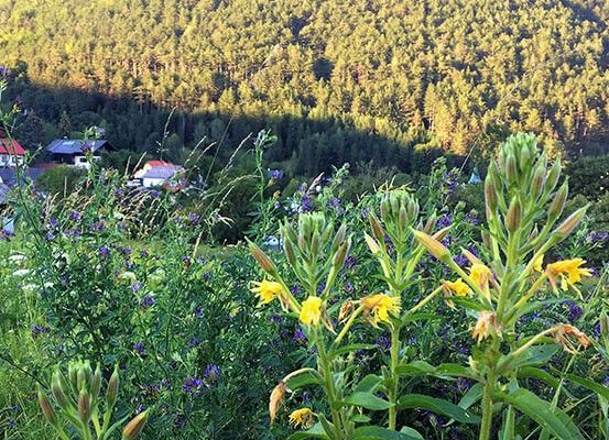 Ein Hügel mit einer Mischung aus Wildblumen, darunter gelbe und lilafarbene, umgeben von einem dichten Wald im Hintergrund.
