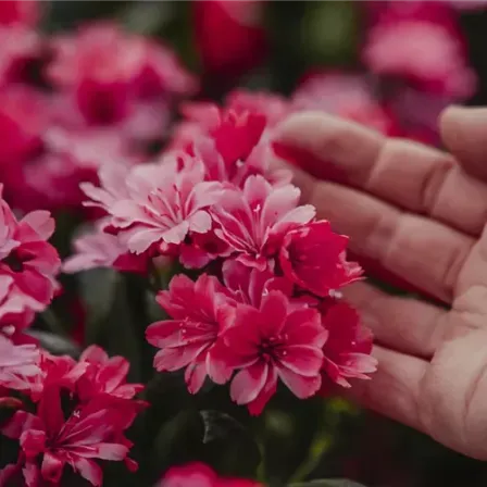 Eine Hand hält sanft eine Handvoll rosa Blumen, mit weiteren Blumen im Hintergrund. Die Blumen sind scharf, während die Hand leicht verschwommen ist.