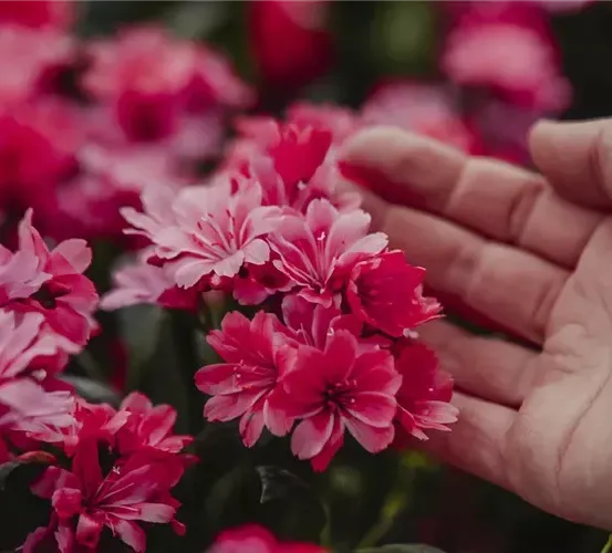 Eine Hand hält sanft eine Handvoll rosa Blumen, mit weiteren Blumen im Hintergrund. Die Blumen sind scharf, während die Hand leicht verschwommen ist.