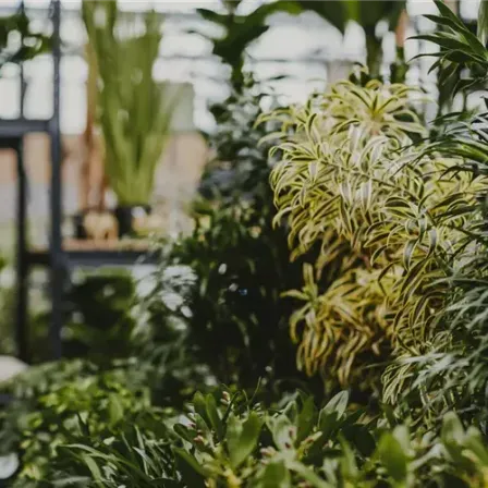 Ein Gewächshaus voller üppiger grüner Pflanzen. Hohe Pflanzen mit grünen Blättern stehen in der Mitte, während andere sie umgeben. Getopfte Pflanzen stehen auf einem Regal links.