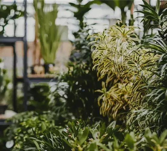 Ein Gewächshaus voller üppiger grüner Pflanzen. Hohe Pflanzen mit grünen Blättern stehen in der Mitte, während andere sie umgeben. Getopfte Pflanzen stehen auf einem Regal links.