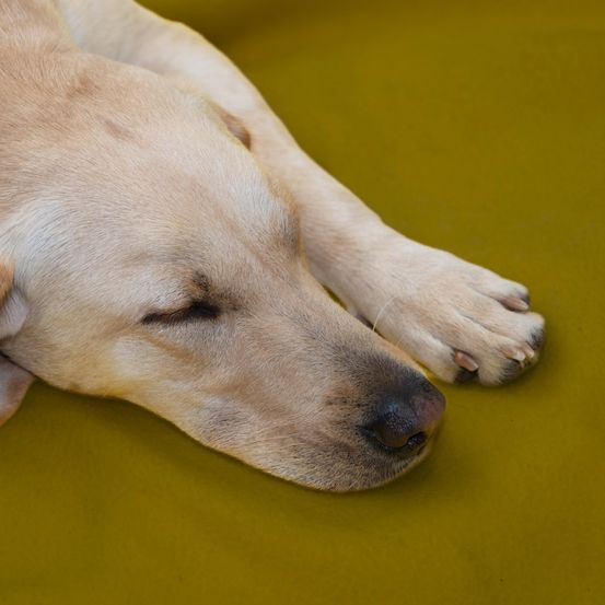 Ein hellbrauner Hund schläft friedlich auf einer grünen Oberfläche, die Augen geschlossen und den Kopf auf seiner Pfote ruhend.