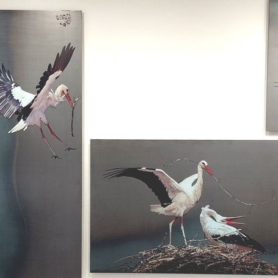 Zwei Bilder zeigen Störche. Das erste zeigt einen fliegenden Storch, das zweite zeigt zwei Störche auf einem Nest mit einem Zweig im Schnabel.