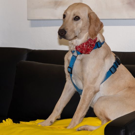 Ein Golden Retriever sitzt auf einem schwarzen Sofa mit einer gelben Decke und trägt ein blaues Geschirr und ein rotes Halstuch.