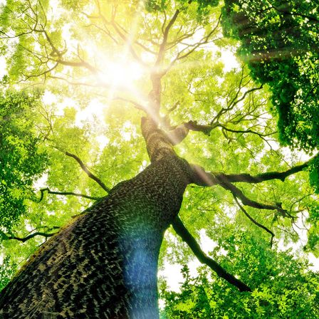 Vegetation, Tree, Sunlight, Woodland, Grove, Green, Rainforest, Sky, Sun, Jungle