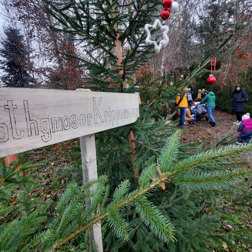 Bild enthält, Plant, Tree, Fir, Conifer, Person, Coat, Jacket, Pine, Outdoors, Spruce