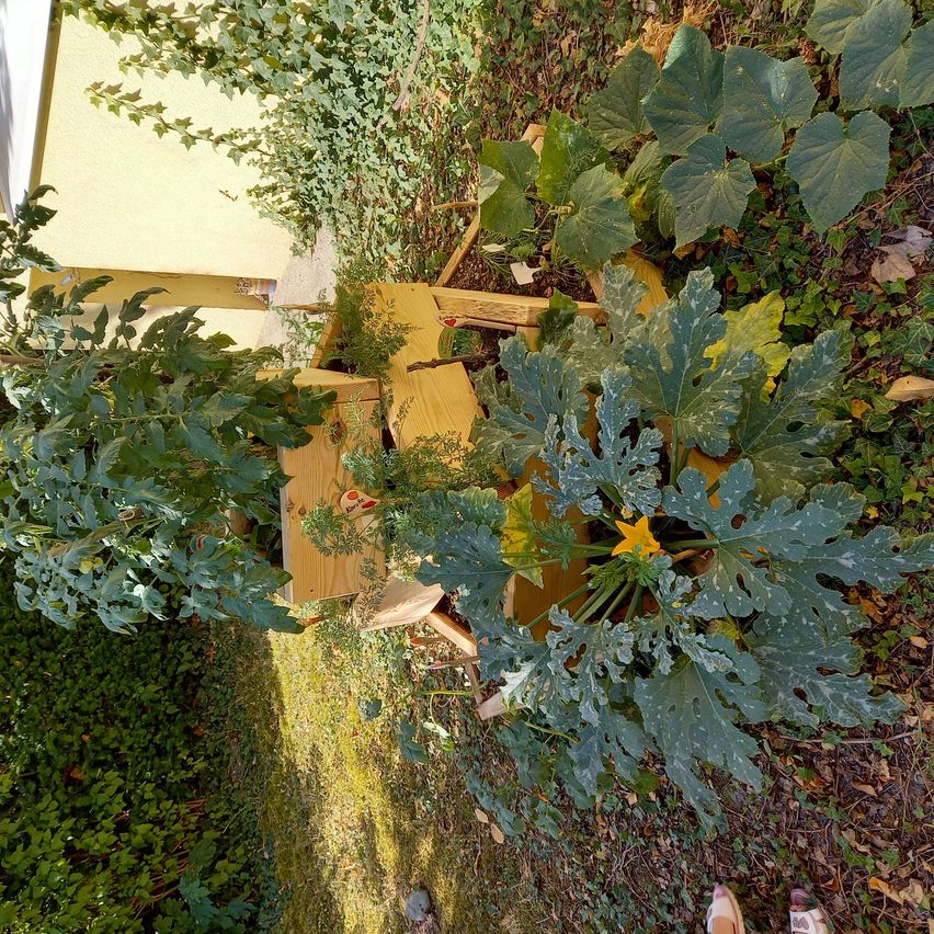 Eine Vogelperspektive eines Gartens mit einem hölzernen Pflanzkasten, grünen Blättern und einer gelben Blume. Der Garten ist von Pflanzen und einer gelben Wand umgeben.