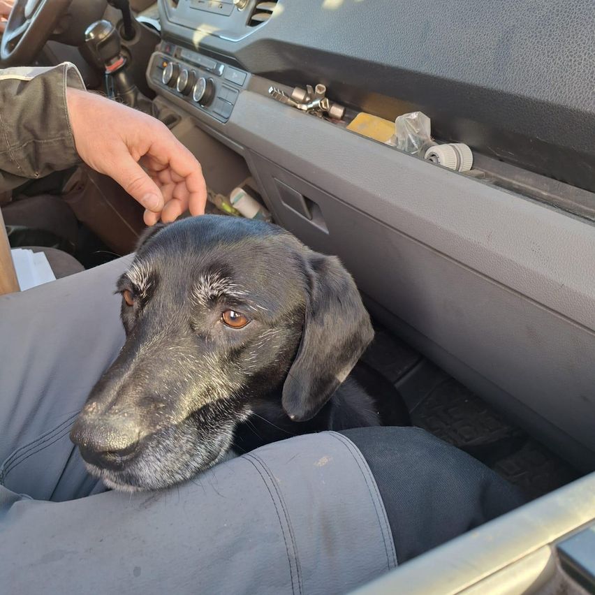 Ein schwarzer Hund sitzt in einem Auto mit der Hand einer Person auf seinem Kopf. Das Auto hat ein Lenkrad, ein Armaturenbrett und eine offene Tür.