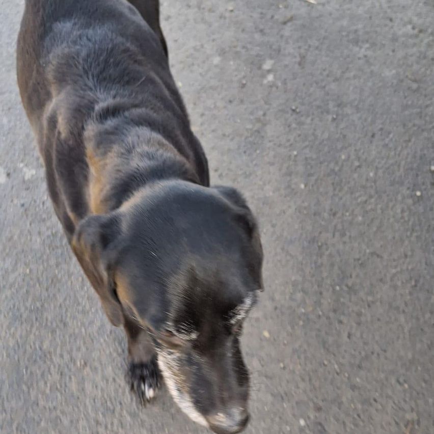 Ein schwarzer Hund mit braunen Flecken steht auf der Straße, blickt nach links und sein Schatten fällt auf die Straße.