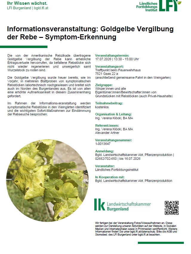 Das Bild zeigt ein Weinblatt mit Vergilbung und braunen Flecken, was auf eine Krankheit oder Schädlingsbefall hinweist. Das Blatt ist gekrümmt und hat Löcher, was auf Schäden hindeutet. Der Hintergrund ist unscharf, wodurch der Fokus auf dem Blatt liegt.