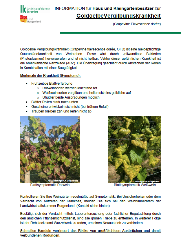 Goldgelbe Vergilbungskrankheit (Grapevine flavescence dorée, GFD) ist eine meldepflichtige Quarantänekrankheit von Weinreben. Diese wird durch zellwandlose Bakterien (Phytoplasmen) hervorgerufen und ist nicht heilbar. Vektor dieser gefährlichen Krankheit ist die Amerikanische Rebzikade (ARZ). Die Übertragung geschieht durch Anstechen der Reben in Kombination mit einem Saftaustausch.