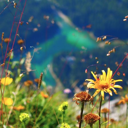 Bild enthält, Daisy, Flower, Plant, Pollen, Grassland, Nature, Outdoors, Honey Bee, Invertebrate, Summer